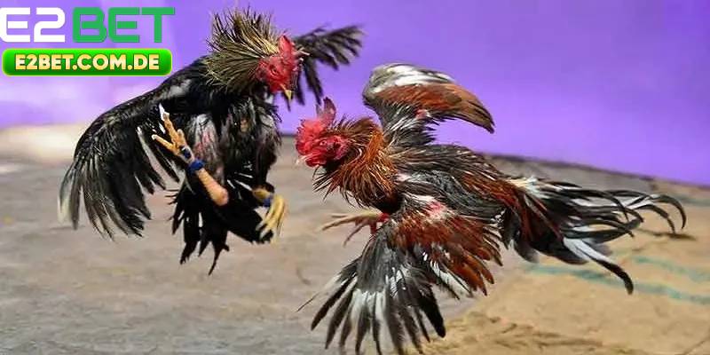 Tham Gia Kèo Cược Đá Gà E2bet Ngay, Nhận Thưởng Liền Tay